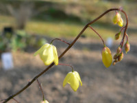 /album/fotogalerie-nabidka/epimedium-platypetalum1-jpg/